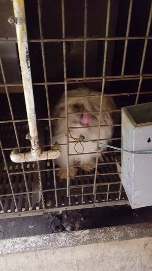 puppy_mill03.jpg